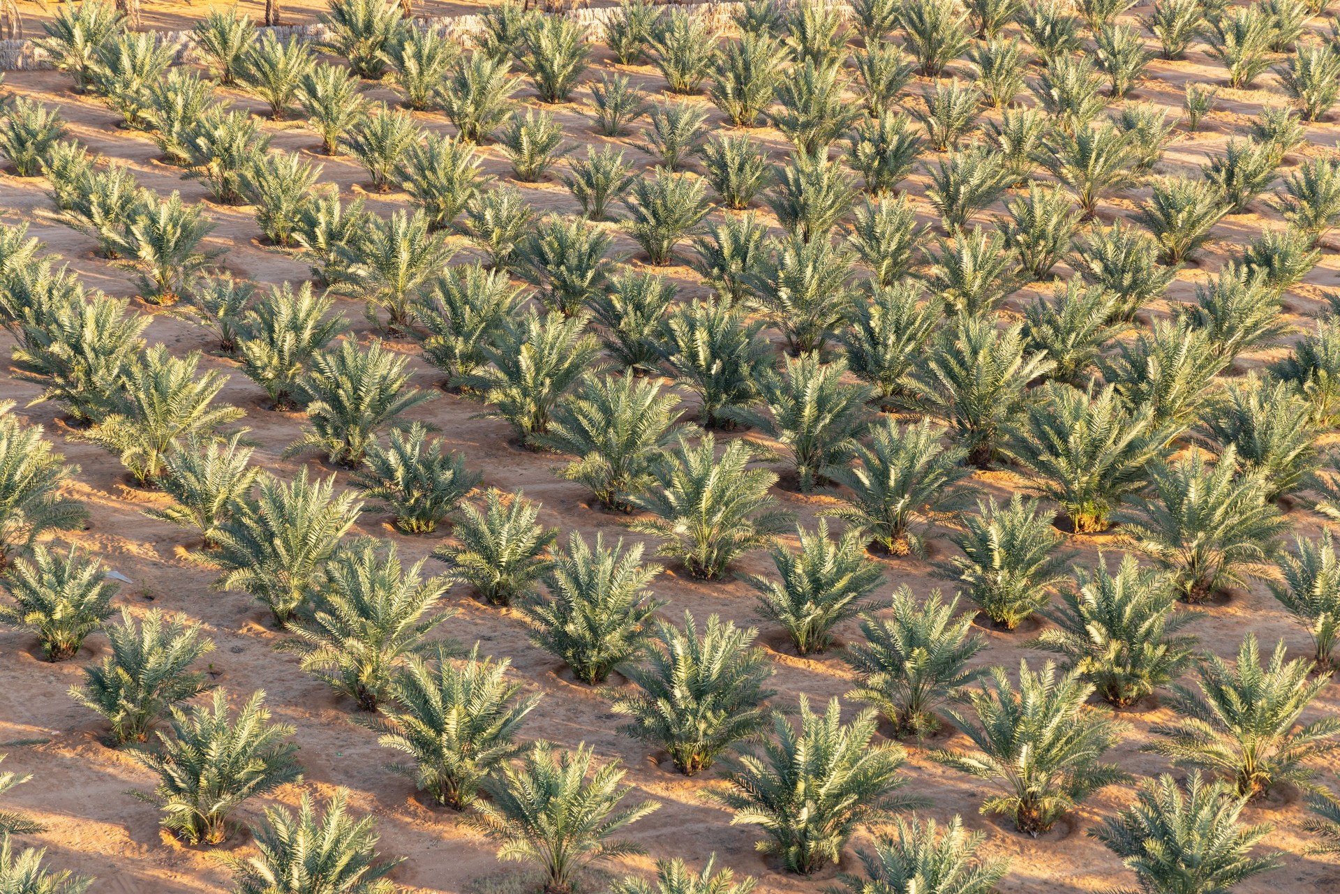 Date palm farm in the Saudi Arabian desert, seen from a hot air balloon.