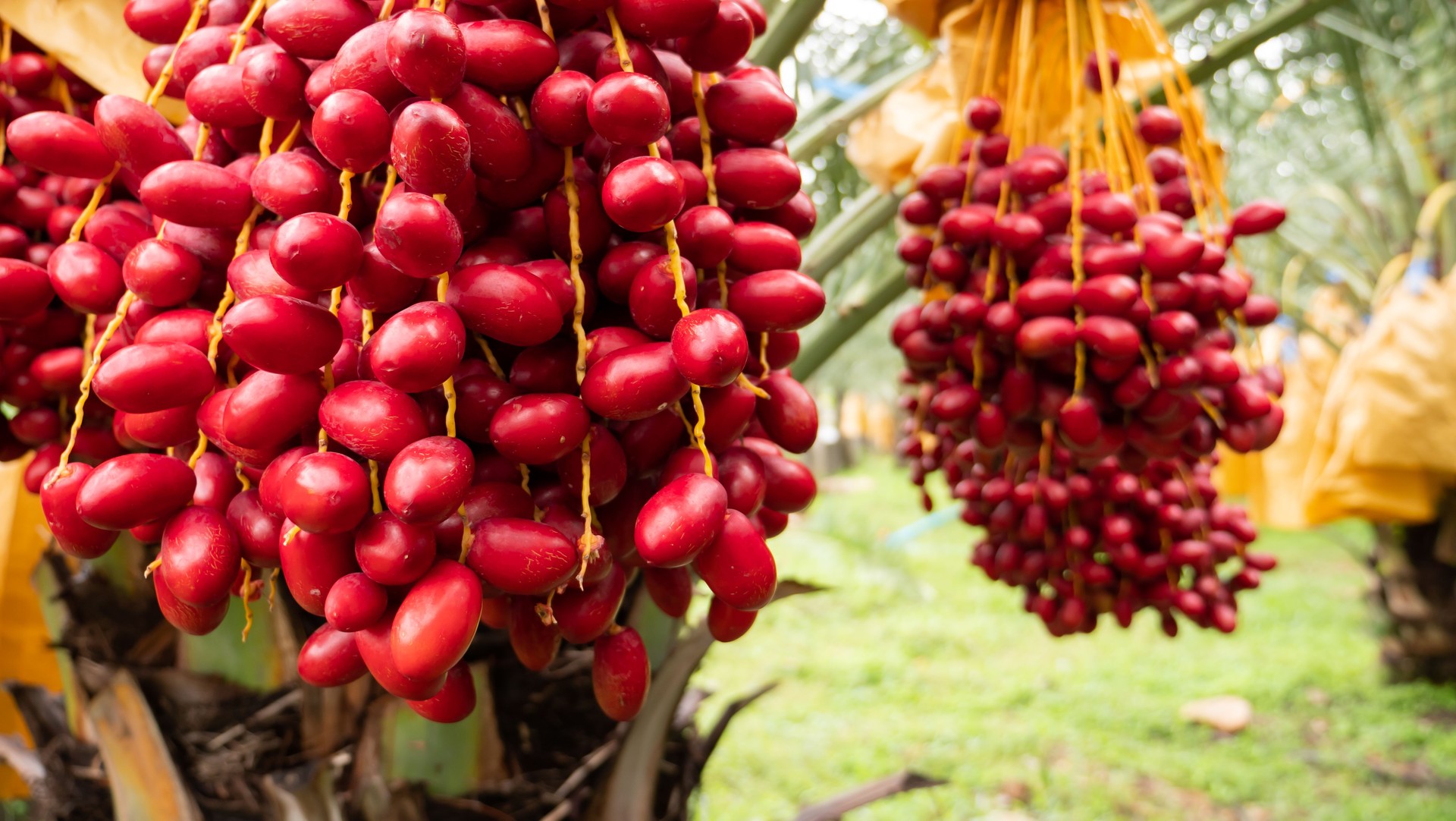 Date palm on tree in the plantation