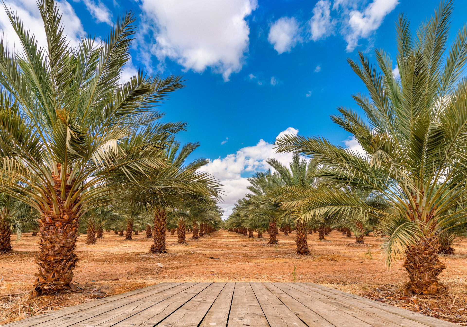 Date palm is iconic ancient plant and famous food crop in the Middle East and North Africa